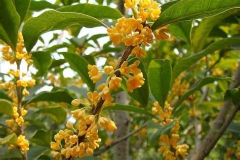 種桂花禁忌|桂花树的风水禁忌，家里为什么不能种桂花